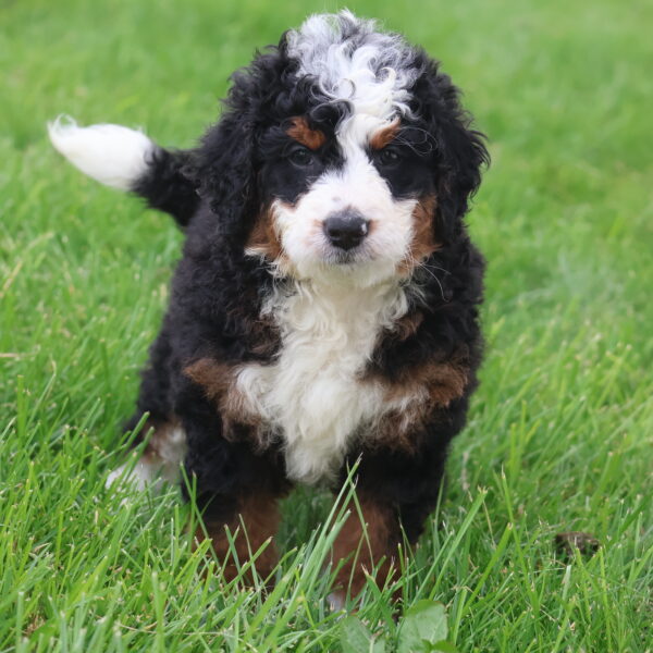 mini bernedoodle puppies for sale
