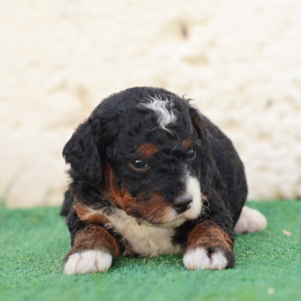 mini bernedoodle puppies for sale near me