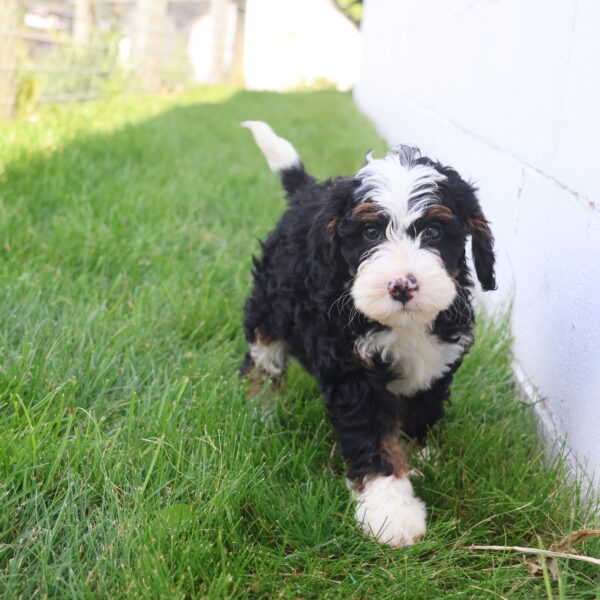 mini bernedoodle puppies near me