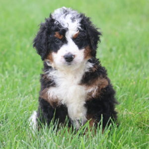 mini bernedoodle puppies near me