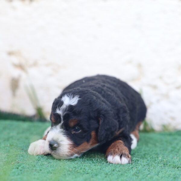 mini bernedoodle puppies near me