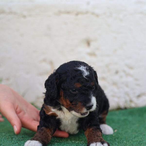 mini bernedoodle puppy for sale