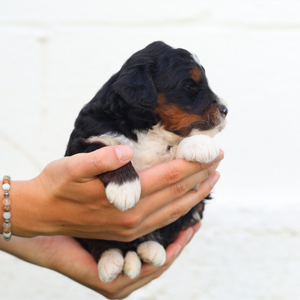 mini bernedoodle for sale