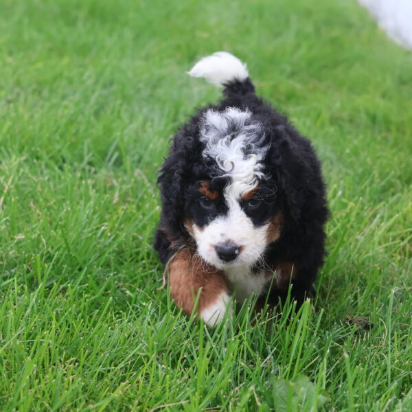 mini bernedoodles for sale