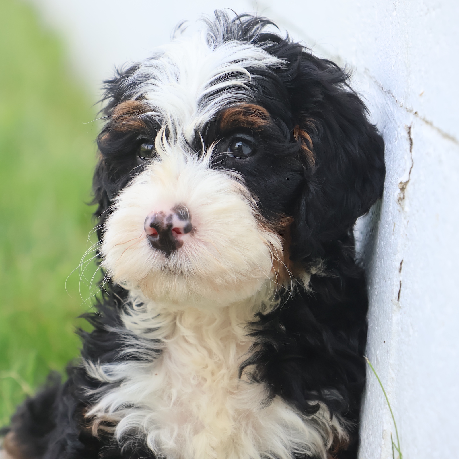 mini bernedoodles for sale near me