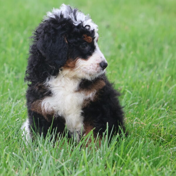mini bernedoodles for sale near me