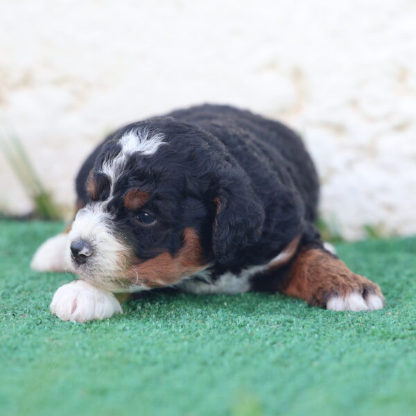 mini bernedoodles for sale near me