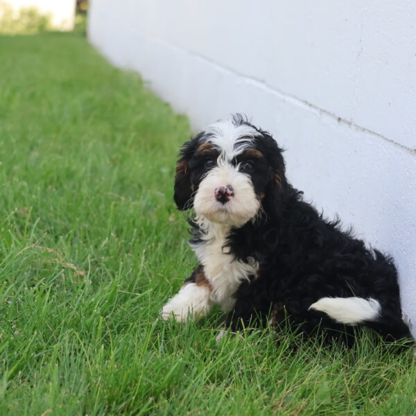 mini bernedoodles near me