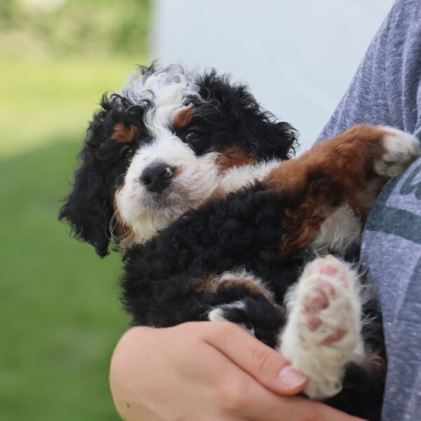 mini bernedoodles near me