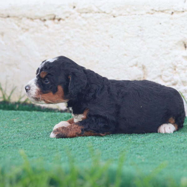 mini bernedoodles near me