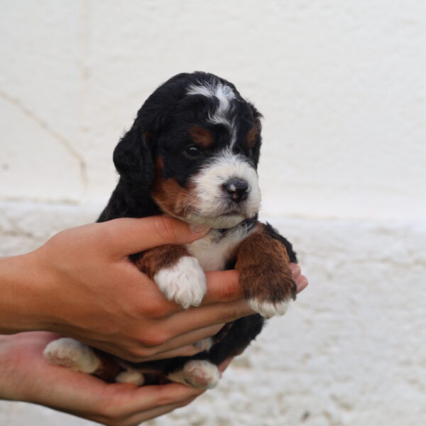 mini bernedoodles puppies for sale