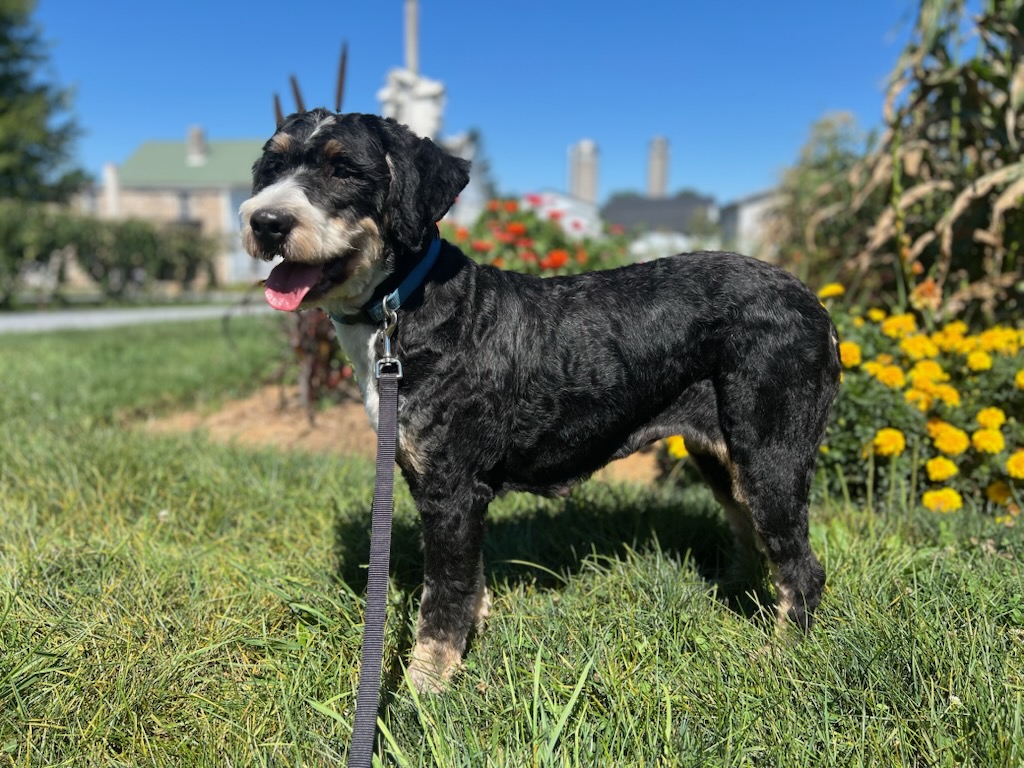 Joyce Ultra Bernedoodle