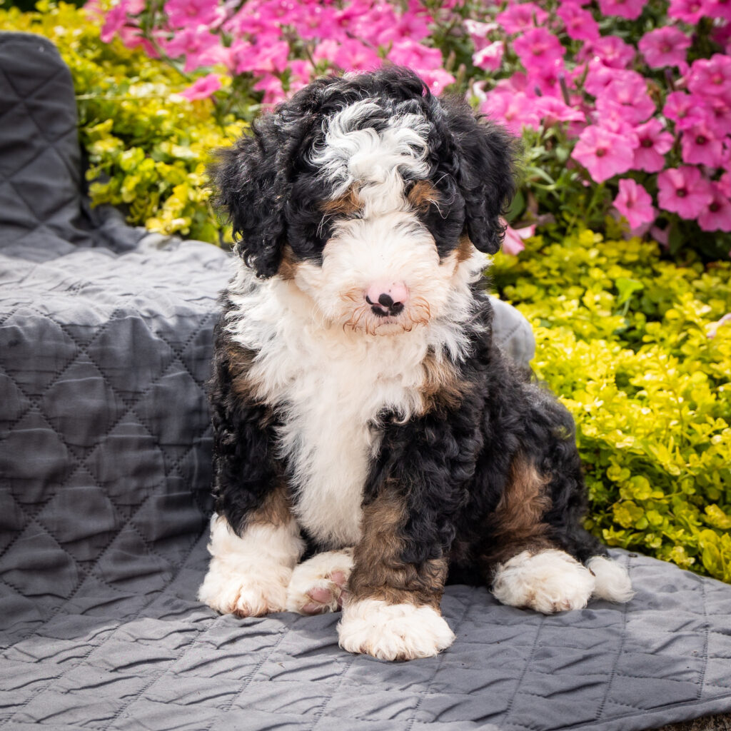 bernedoodle breeders