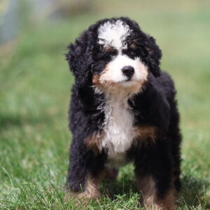 bernedoodle medium
