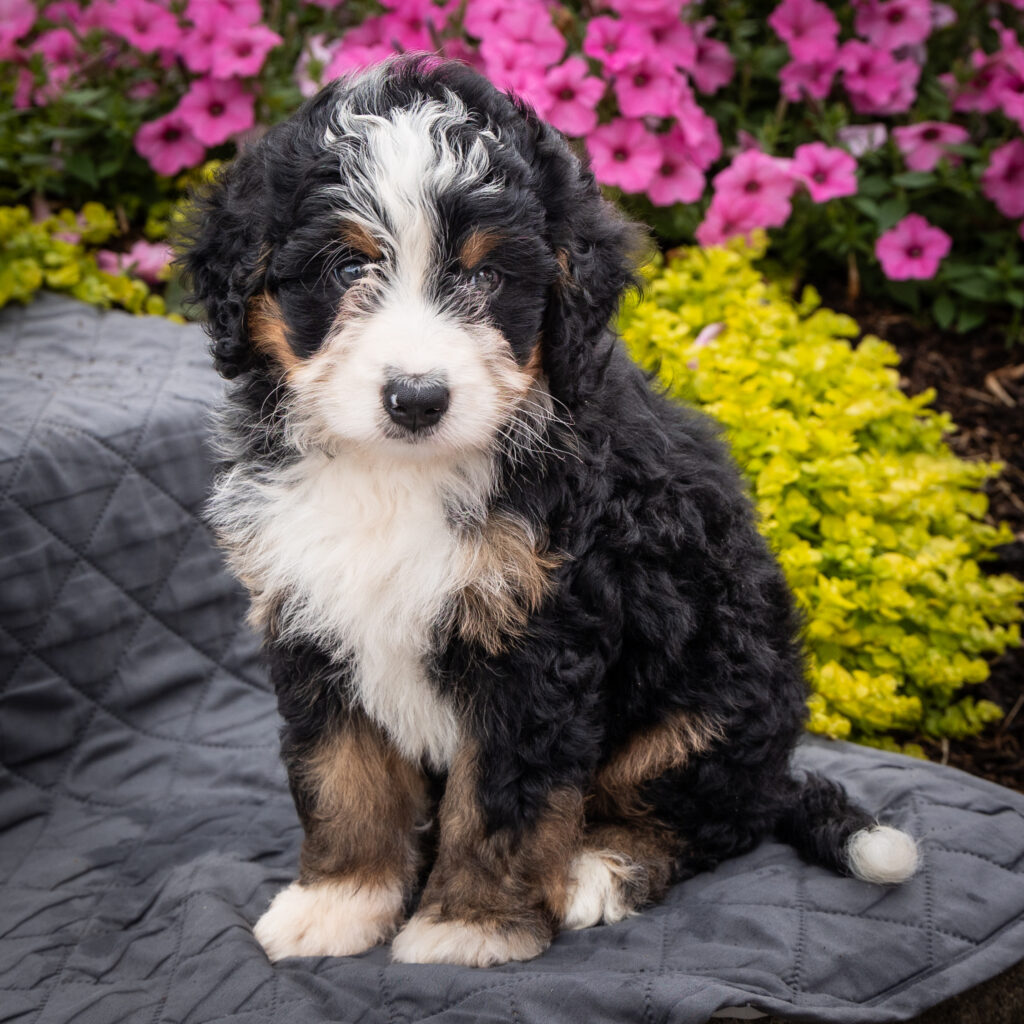 bernedoodle medium