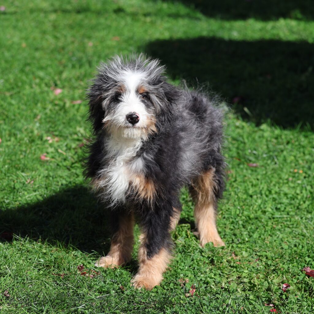 Berry Patch Puppies | Tri Color Merle Bernedoodle| Bugs