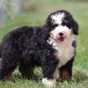 bernedoodles for sale