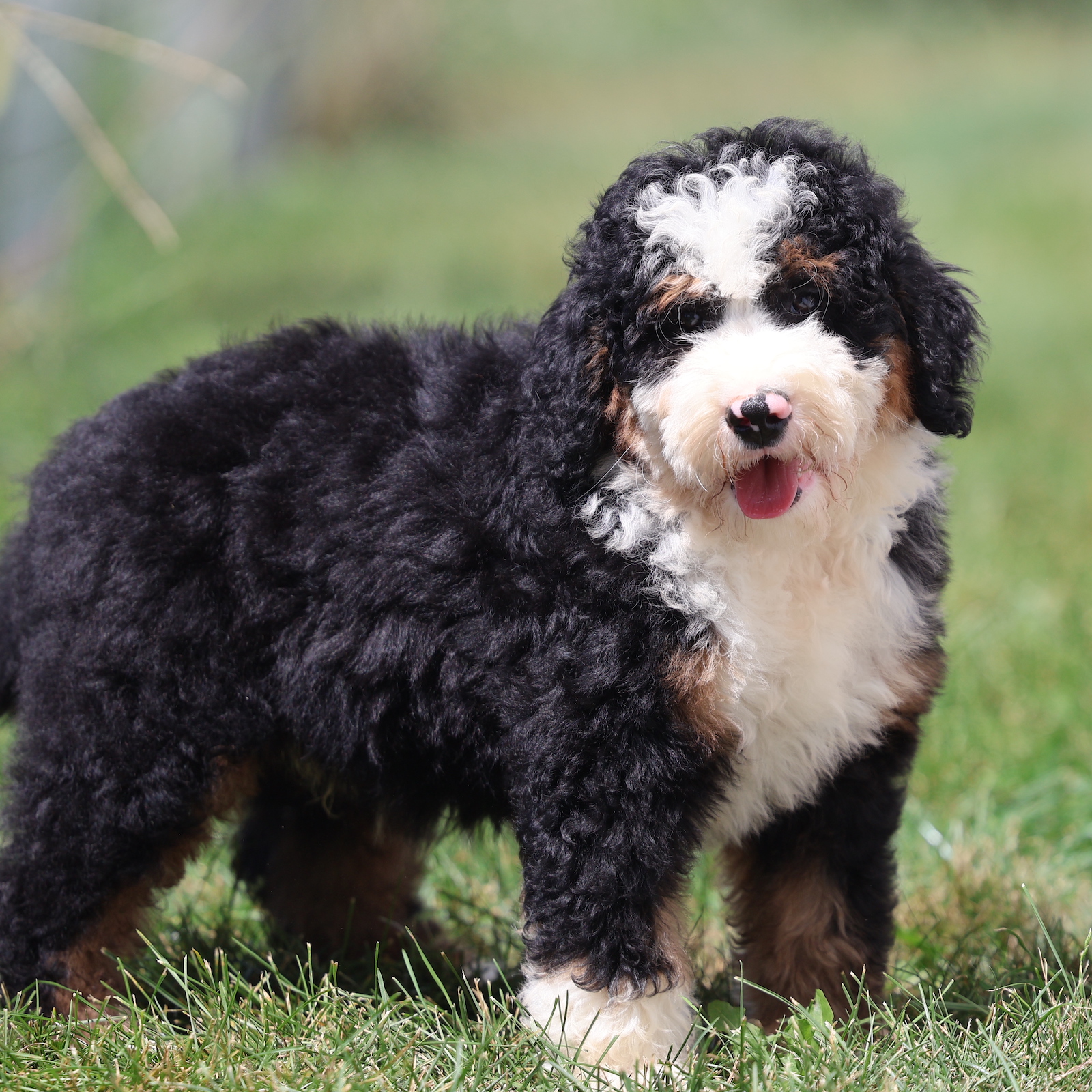 bernedoodles for sale