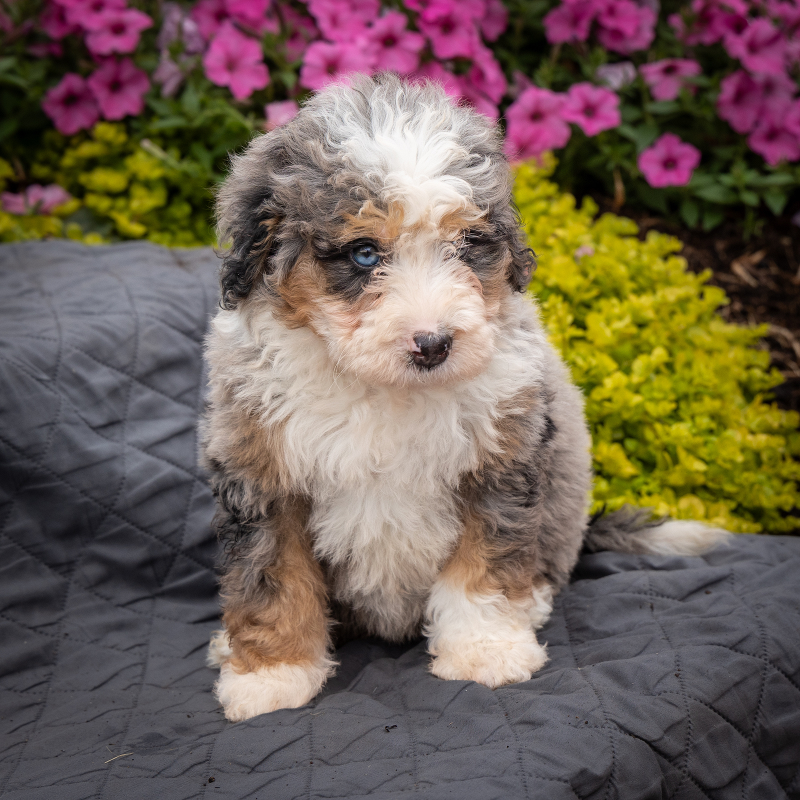 blue merle bernedoodle puppies