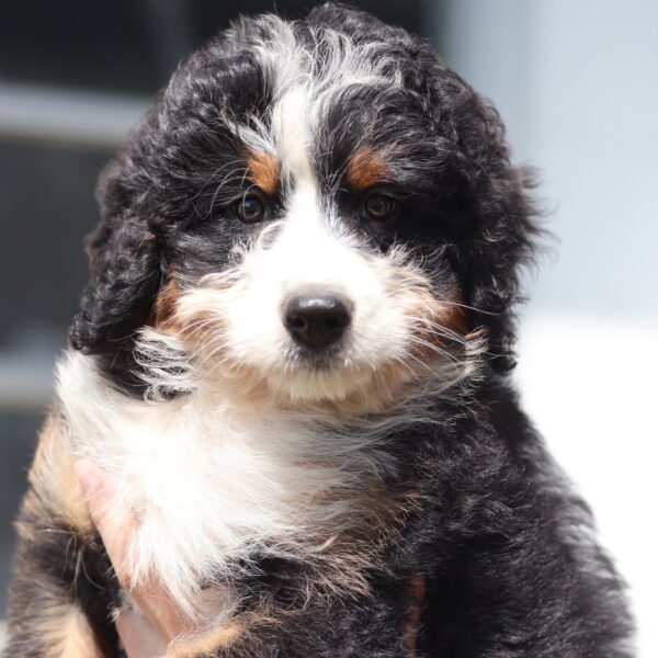 medium bernedoodle