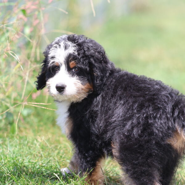 medium bernedoodle breeders near me