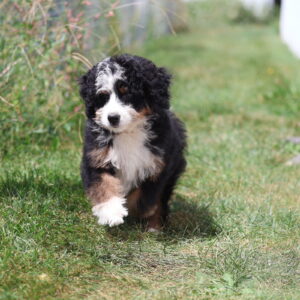 medium bernedoodle for sale