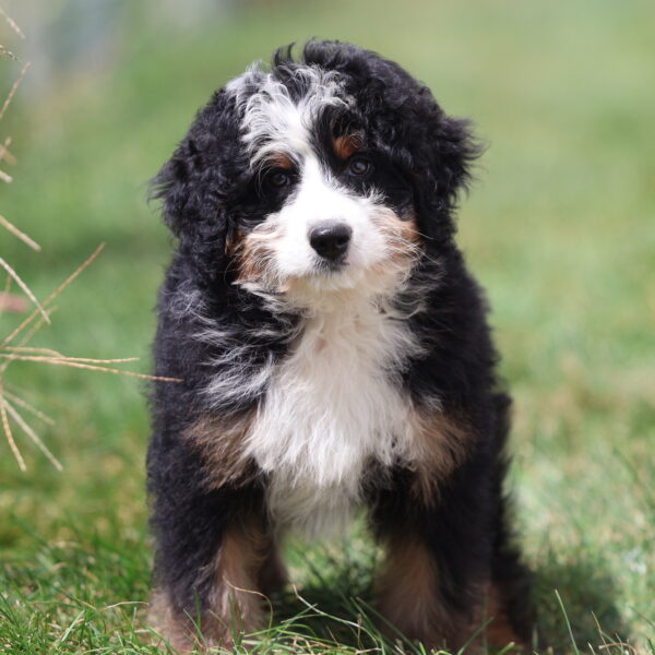 medium bernedoodle for sale near me