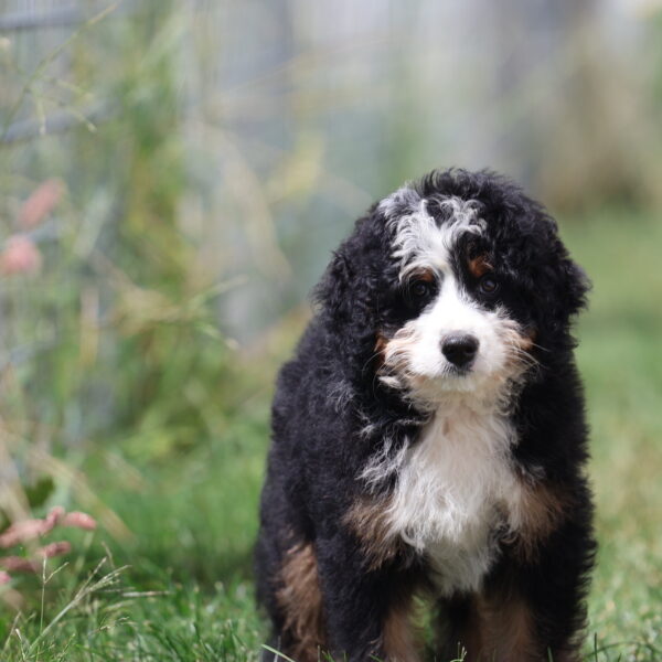 medium bernedoodle near me