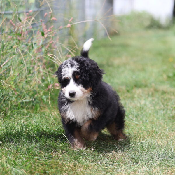 medium bernedoodles for sale