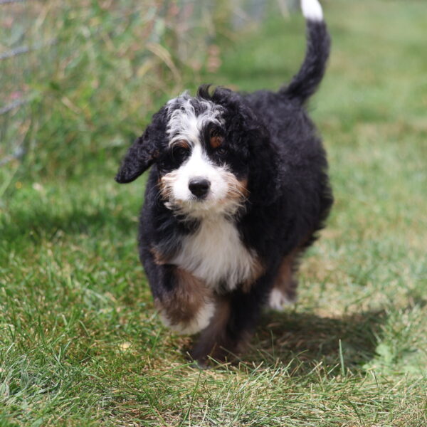 medium size bernedoodle