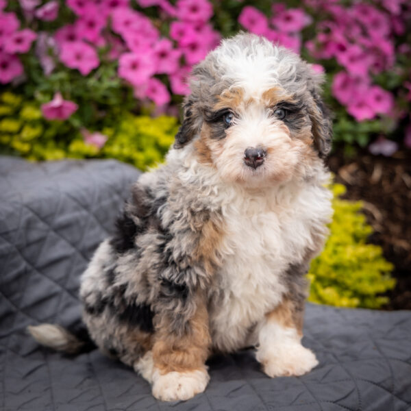merle bernedoodle for sale