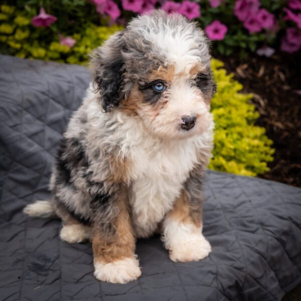 merle bernedoodles