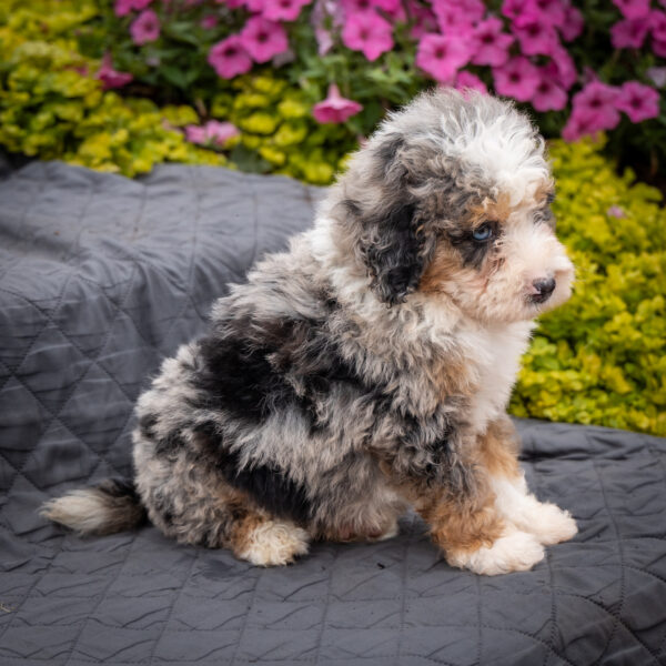 merle tri color bernedoodle