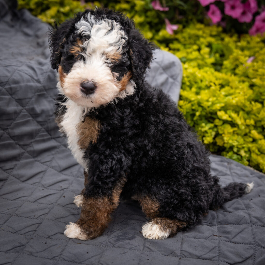 mini bernedoodle breeder
