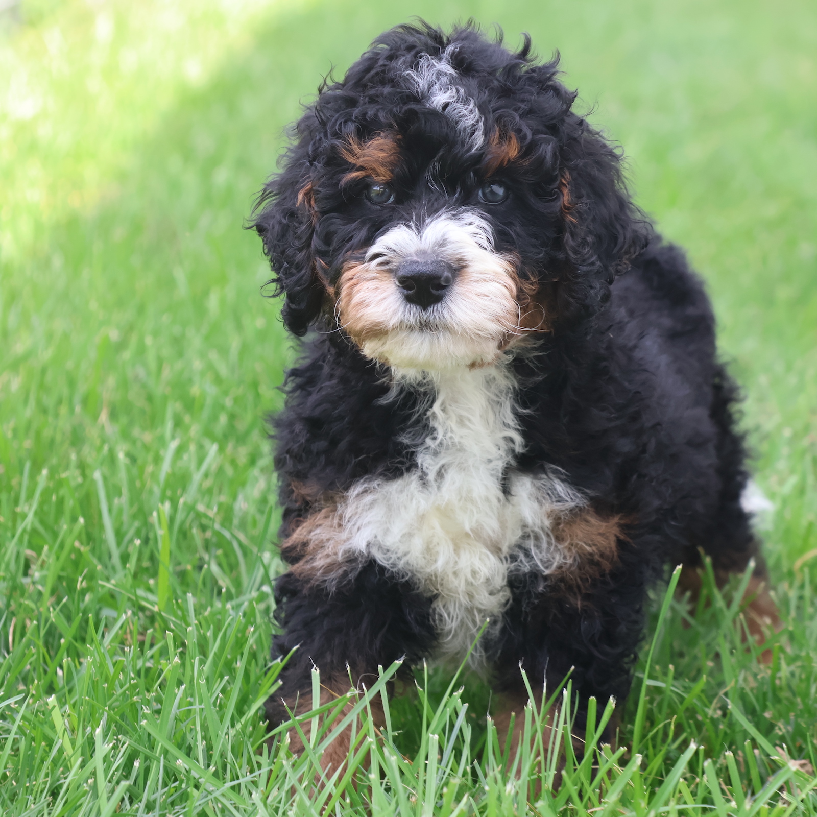 mini bernedoodles near me