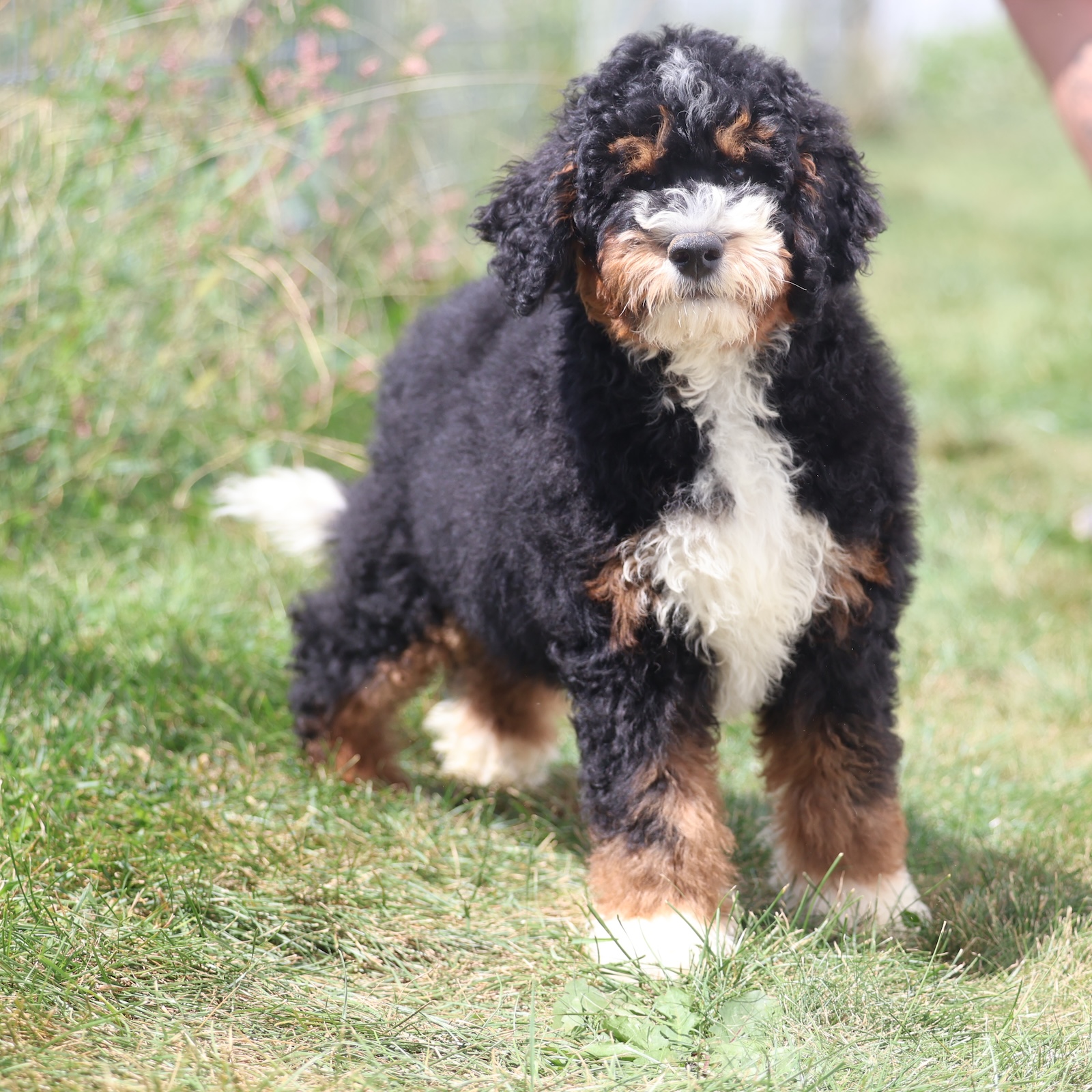 mini bernedoodle puppies