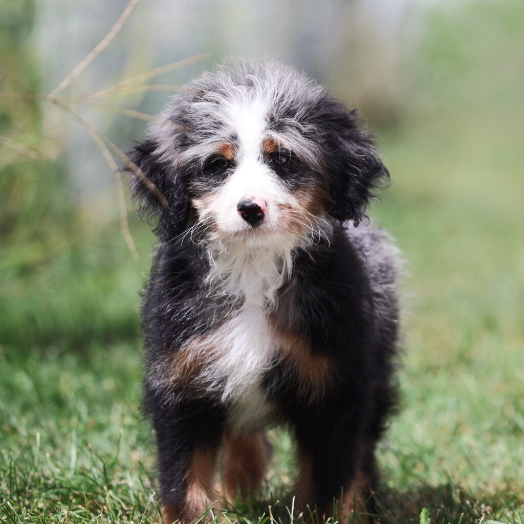 tri color merle bernedoodle