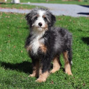 tri color merle bernedoodle