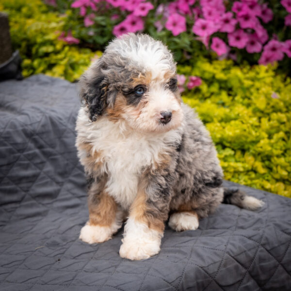 tri merle bernedoodle