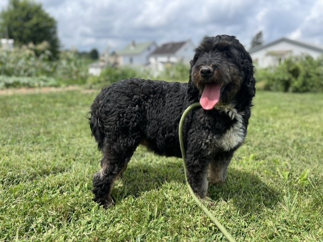 mini bernedoodle mom Cuddles