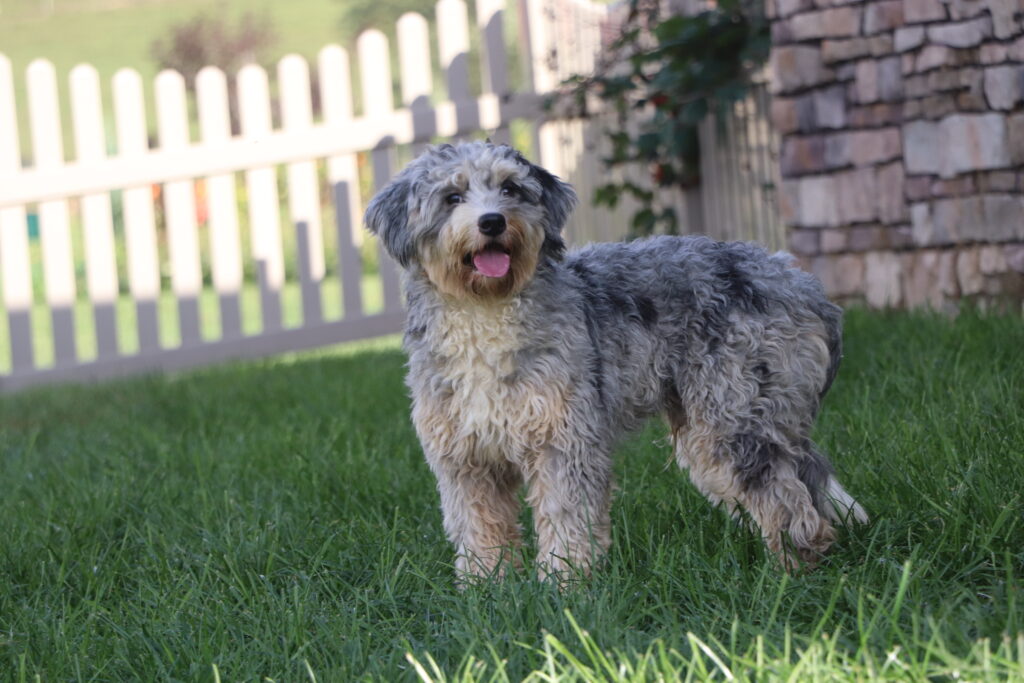 bernedoodle adult murphy