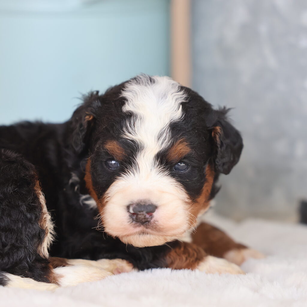 Reserve Bernedoodle