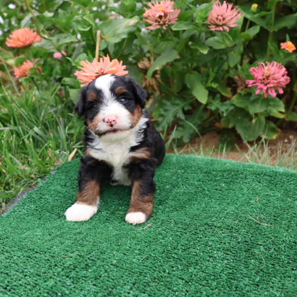 bernadoodle puppies