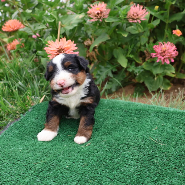bernadoodle puppy