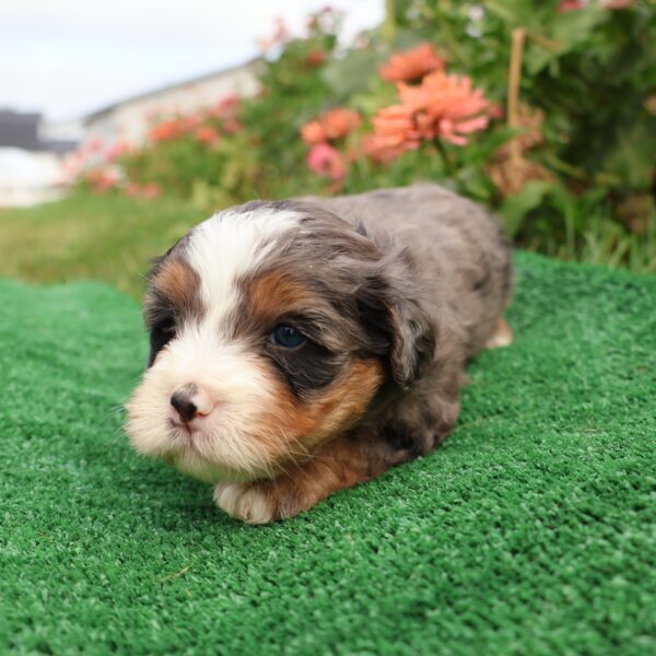 bernedoodle