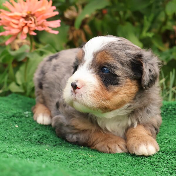 bernedoodle blue merle