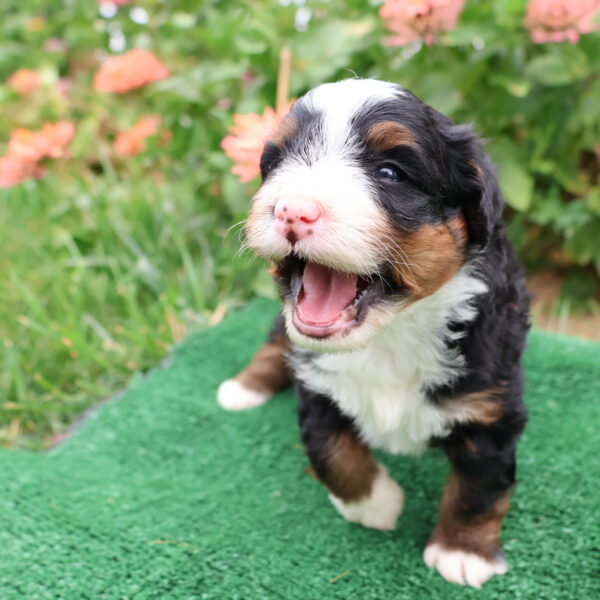 bernidoodle