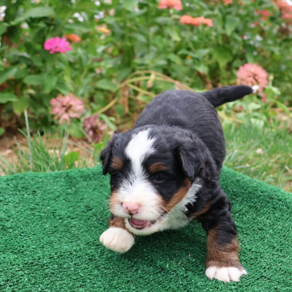 bernidoodle mini
