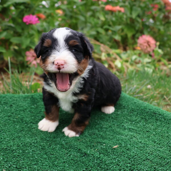 bernidoodles