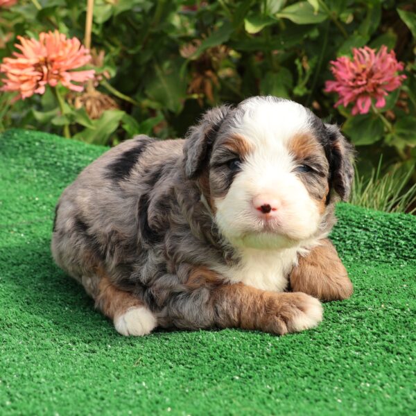 blue merle bernedoodle